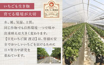 4種のいちご食べ比べ&nbsp;とちおとめ、とちあいか、スカイベリー、ミルキーベリーのBセット＜各約260ｇ＞&nbsp;｜&nbsp;いちご&nbsp;イチゴ&nbsp;苺&nbsp;食べくらべ&nbsp;セット&nbsp;日光いちご園&nbsp;渡辺&nbsp;産地直送&nbsp;産直&nbsp;栃木&nbsp;日光