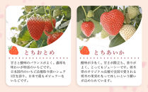 4種のいちご食べ比べ&nbsp;とちおとめ、とちあいか、スカイベリー、ミルキーベリーのBセット＜各約260ｇ＞&nbsp;｜&nbsp;いちご&nbsp;イチゴ&nbsp;苺&nbsp;食べくらべ&nbsp;セット&nbsp;日光いちご園&nbsp;渡辺&nbsp;産地直送&nbsp;産直&nbsp;栃木&nbsp;日光