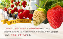 【限定販売】夏のいちご「なつおとめ」天空の高原 いちご プレミアムギフト 計300ｇ 贈答用 化粧箱入り 約2人分　期間限定 数量限定 いちご イチゴ 苺 フルーツ 果物 スイーツ 産地直送  日光市 栃木県