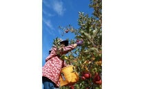 サンふじリンゴ（１０ｋｇ）（予約制）（りんご 林檎 フルーツ ビタミン 果物 くだもの 食品  上伊那 宮田村 長野 信州 甘い 新鮮 人気 ギフト 贈答 お祝い プレゼント 贈り物  特産品）