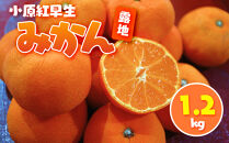 小原紅早生みかん(露地) 1.2kg