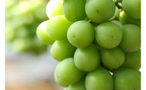 シャインマスカット 1.0kg
