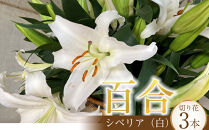 百合・シベリア 3本 切り花