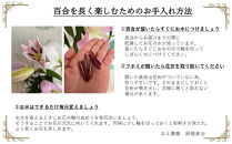 百合・シベリア 4本 切り花