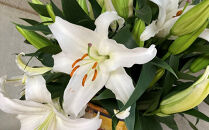百合・シベリア&nbsp;30輪&nbsp;切り花