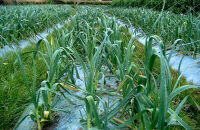 由良町産にんにく&nbsp;優品&nbsp;約1.8kg(900g×2／M～Lサイズ)【SL18】