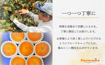 【先行予約】Farm m&aの富有柿 2L×9個 秀品 岐阜県 大野町（2025年11月下旬～発送）農家直送 果物 フルーツ 秋の味覚 柿 かき 富有 ふゆう