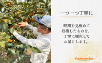 【先行予約】梨のような食感！ Farm m&aの太秋柿 5L×8個 秀品 岐阜県 大野町（2025年10月中旬～発送）農家直送 果物 フルーツ 秋の味覚 柿 かき 太秋 たいしゅう