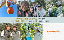 【先行予約】梨のような食感！ Farm m&aの太秋柿 5L×8個 秀品 岐阜県 大野町（2025年10月中旬～発送）農家直送 果物 フルーツ 秋の味覚 柿 かき 太秋 たいしゅう