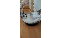 出入口ヨコ-町工場の猫好き社員が開発！犬・猫ちゃんの可愛い姿を見る為のペットの金魚鉢（アクリル樹脂）　埼玉県川越市