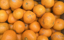 【2026年4月より順次発送】&nbsp;和歌山有田産カラマンダリン約5kg&nbsp;サイズ混合&nbsp;ご家庭用&nbsp;【春みかん】先行予約&nbsp;&nbsp;［TM208］