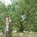 1stORIGINエキストラバージンオリーブオイル小豆島産100%（180g）【予約販売】