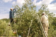 小豆島名産 オリーブ油・調味料・佃煮セット