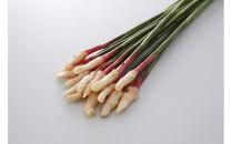 【旬の新生姜】金時生姜の新生姜矢生姜セット