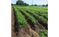 【旬の新生姜】金時生姜の新生姜矢生姜セット