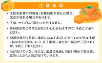 【2026年10月上旬以降発送】&nbsp;和歌山県産&nbsp;平核無柿&nbsp;ご家庭用&nbsp;約3kg&nbsp;満杯詰&nbsp;&nbsp;柿&nbsp;種無し&nbsp;たねなし&nbsp;ひらたね&nbsp;訳あり