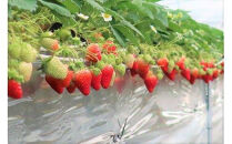 329.大玉甘熟いちご『紅ほっぺ』　※2026年1月中旬頃～2026年3月下旬頃に順次発送予定&nbsp;｜&nbsp;いちご&nbsp;苺&nbsp;フルーツ&nbsp;果物&nbsp;新鮮&nbsp;甘い&nbsp;おすすめ&nbsp;人気&nbsp;プレミアム&nbsp;鳥取県&nbsp;北栄町