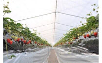 330.希少いちご『とっておき』※2026年1月中旬頃～2026年3月下旬頃に順次発送予定｜ いちご 苺 フルーツ 果物 新鮮 甘い おすすめ 人気 プレミアム 鳥取県 北栄町