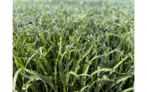 【令和7年産新米】南魚沼産こがねもち5kg　八海山の里で実りました。【2025年9月中旬より順次発送予定】