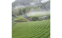 ＜大高茶園＞令和８年の新茶&nbsp;お茶処静岡&nbsp;特選やぶきた新茶と深蒸し新茶&nbsp;飲み比べセット