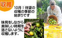 【極早生みかん】ゆら早生&nbsp;又は&nbsp;YN26&nbsp;約3キロ&nbsp;SS・3Sサイズ&nbsp;和歌山県産&nbsp;農園直送