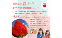 【2026年出荷の先行予約】静岡県産いちご 紅ほっぺ 280g×2パック（1パック12～15粒） 冷蔵配送【配送不可：北海道・沖縄・離島】 苺 フルーツ