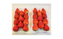 【先行予約受付中】【年内お届け！！】静岡県産いちご 紅ほっぺ 280g×2パック（1パック12～15粒） 冷蔵配送【配送不可：北海道・沖縄・離島】 苺 フルーツ