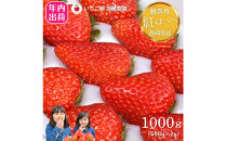 【先行予約受付中】【年内お届け！！贈答用】 静岡県産いちご 紅ほっぺ 500g×2パック（1パック12～15粒） 冷蔵配送【配送不可：北海道・沖縄・離島】 苺 フルーツ