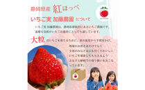 【先行予約受付中】【年内お届け！！贈答用】 静岡県産いちご 紅ほっぺ 500g×2パック（1パック12～15粒） 冷蔵配送【配送不可：北海道・沖縄・離島】 苺 フルーツ