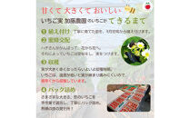 【先行予約受付中】【年内お届け！！贈答用】 静岡県産いちご 紅ほっぺ 500g×2パック（1パック12～15粒） 冷蔵配送【配送不可：北海道・沖縄・離島】 苺 フルーツ