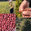 【緑のゆうき】売上の1％を子どもたちの応援に《プレゼント付き／合計3袋》京都産大納言あずき茶 2袋＋1袋プレゼント［ 京都 野菜 小豆 あずき お茶 人気 おすすめ ノンカフェイン 無香料 無着色 お取り寄せ 通販 送料無料 ふるさと納税 ］