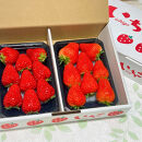 【先行予約・数量限定】【贈答用・3L~4L大粒・食べ比べ】紅ほっぺ＆かおり野セット500g（朝採れ完熟&nbsp;約250g×2P）