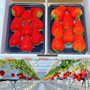 【先行予約・数量限定】【贈答用・3L~4L大粒・食べ比べ】紅ほっぺ＆かおり野セット500g（朝採れ完熟&nbsp;約250g×2P）