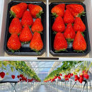 【先行予約・数量限定】【贈答用・3L~4Lサイズ・大粒】かおり野いちご500g（朝採れ完熟&nbsp;約250g×2P）
