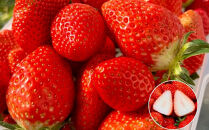 【先行予約・数量限定】【贈答用・3L~4Lサイズ・大粒】かおり野いちご500g（朝採れ完熟&nbsp;約250g×2P）