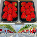 【先行予約・数量限定】【贈答用・3L~4Lサイズ・大粒】紅ほっぺいちご500g（朝採れ完熟&nbsp;約250g×2P）