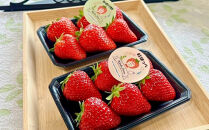 【先行予約・数量限定】【贈答用・3L~4Lサイズ・大粒】紅ほっぺいちご500g（朝採れ完熟&nbsp;約250g×2P）