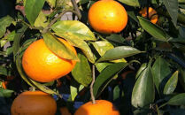 【春みかん】和歌山有田産&nbsp;カラマンダリン&nbsp;約5kg&nbsp;サイズおまかせ&nbsp;★2026年４月より順次発送&nbsp;［TM209］