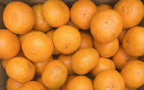 【春みかん】和歌山有田産 カラマンダリン 約5kg サイズおまかせ ★2026年４月より順次発送 ［TM209］