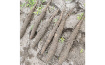 981.【訳あり】砂丘ながいも　1kg《検索用ワード:長芋・とりたて・とろろ・ねばり・山芋》