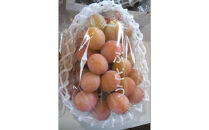 おすすめ 964.北条砂丘地産ぶどう クインニーナ 2房 1kg以上 果物 くだもの 葡萄 ぶどう