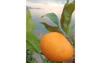 尾道柑橘&nbsp;バラエティーセット&nbsp;5kg