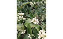 尾道柑橘&nbsp;バラエティーセット&nbsp;5kg