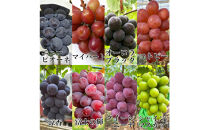 ぶどう&nbsp;2026年&nbsp;農家こだわりのシャインマスカット＆お任せ２品種&nbsp;&nbsp;３房合計約1.2ｋg&nbsp;ブドウ&nbsp;葡萄&nbsp;岡山県産&nbsp;国産&nbsp;フルーツ&nbsp;果物&nbsp;ギフト&nbsp;【&nbsp;Nini&nbsp;farm&nbsp;農家&nbsp;直送&nbsp;】