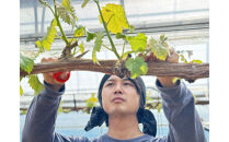 ぶどう&nbsp;2026年&nbsp;農家こだわりのシャインマスカット＆お任せ２品種&nbsp;&nbsp;３房合計約1.2ｋg&nbsp;ブドウ&nbsp;葡萄&nbsp;岡山県産&nbsp;国産&nbsp;フルーツ&nbsp;果物&nbsp;ギフト&nbsp;【&nbsp;Nini&nbsp;farm&nbsp;農家&nbsp;直送&nbsp;】