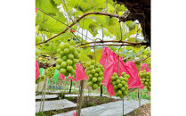 ぶどう&nbsp;2026年&nbsp;農家こだわりのシャインマスカット＆お任せ２品種&nbsp;&nbsp;３房合計約1.2ｋg&nbsp;ブドウ&nbsp;葡萄&nbsp;岡山県産&nbsp;国産&nbsp;フルーツ&nbsp;果物&nbsp;ギフト&nbsp;【&nbsp;Nini&nbsp;farm&nbsp;農家&nbsp;直送&nbsp;】