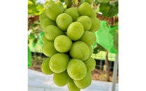 ぶどう&nbsp;2026年&nbsp;農家こだわりのシャインマスカット＆お任せ２品種&nbsp;&nbsp;３房合計約1.2ｋg&nbsp;ブドウ&nbsp;葡萄&nbsp;岡山県産&nbsp;国産&nbsp;フルーツ&nbsp;果物&nbsp;ギフト&nbsp;【&nbsp;Nini&nbsp;farm&nbsp;農家&nbsp;直送&nbsp;】