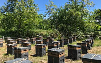 百花蜂蜜（約200g×1、約550g×1）&nbsp;nkmryoho002A