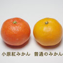 『2025年冬先行受付』香川オリジナル品種「紅みかん(小原紅早生)」2.5kg