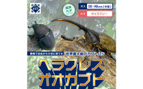 （ペア）ヘラクレスオオカブト中型オス（120-140mm）&メス（サイズフリー）【配送不可：北海道・沖縄・離島（一部除く】